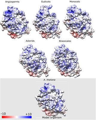 Structural changes and adaptative evolutionary constraints in FLOWERING LOCUS T and TERMINAL FLOWER1-like genes of flowering plants